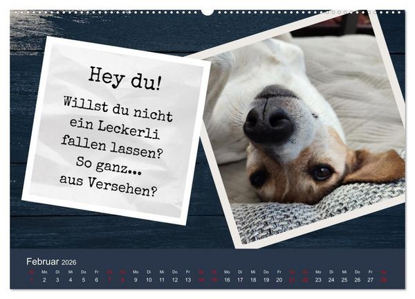 Produktbild: Ratonero Bodeguero Andaluz (hochwertiger Premium Wandkalender 2026 DIN A2 quer), Kunstdruck in Hochglanz
