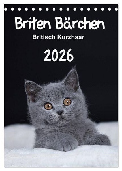 Produktbild: Briten B&auml;rchen &ndash; Britisch Kurzhaar 2026 (Tischkalender 2026 DIN A5 hoch), CALVENDO Monatskalender