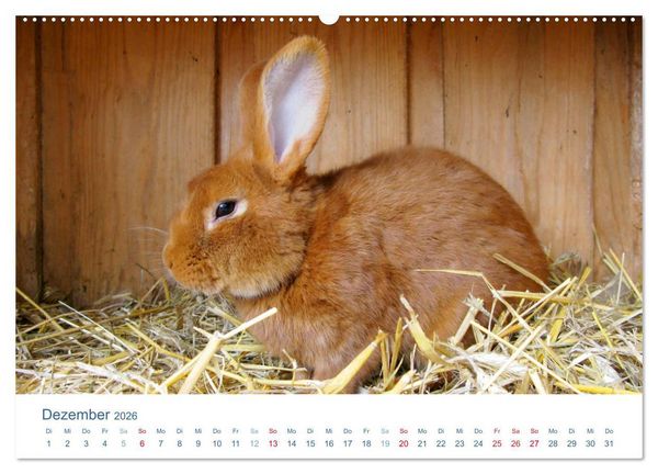 Produktbild: Tierisches Leben auf dem Bauernhof 2026 (Wandkalender 2026 DIN A2 quer), CALVENDO Monatskalender