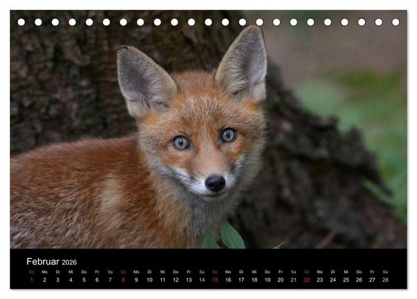 Produktbild: Ein Blick in Reinekes Kinderstube (Tischkalender 2026 DIN A5 quer), CALVENDO Monatskalender