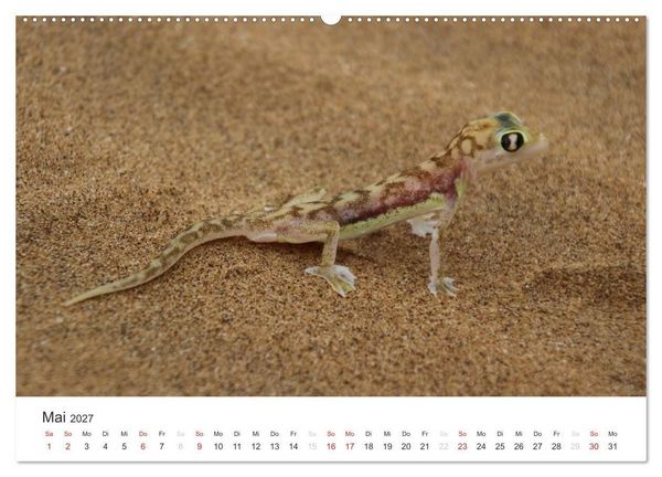 Produktbild: Namibia - Tierische Vielfalt (Wandkalender 2027 DIN A2 quer), CALVENDO Monatskalender