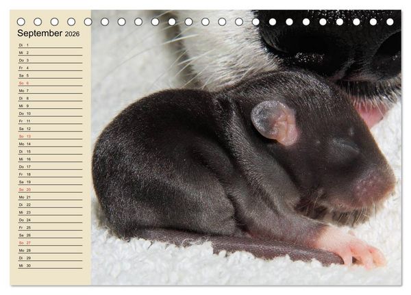 Produktbild: Ratten. Gelehrige Haustiere (Tischkalender 2026 DIN A5 quer), CALVENDO Monatskalender