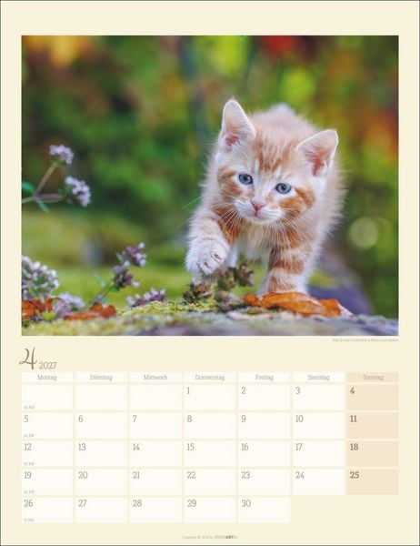 Produktbild: Katzen auf dem Lande Kalender 2027