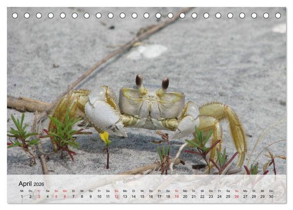 Produktbild: Krabben. Lustige Aliens (Tischkalender 2026 DIN A5 quer), CALVENDO Monatskalender