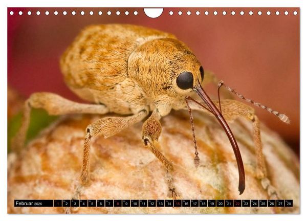 Produktbild: Insekten &bull; Bizarre Naturwunder (Wandkalender 2026 DIN A4 quer), CALVENDO Monatskalender