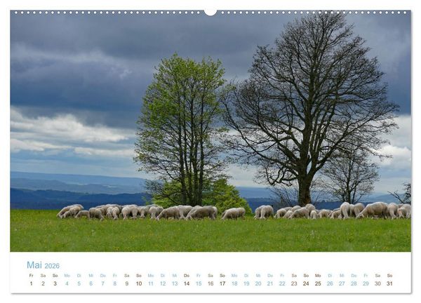 Produktbild: Mit Schafen durch das Jahr (Wandkalender 2026 DIN A2 quer), CALVENDO Monatskalender