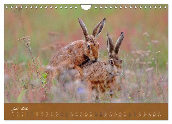 Produktbild: Feldhasen in H&ouml;chstform (Wandkalender 2026 DIN A4 quer), CALVENDO Monatskalender