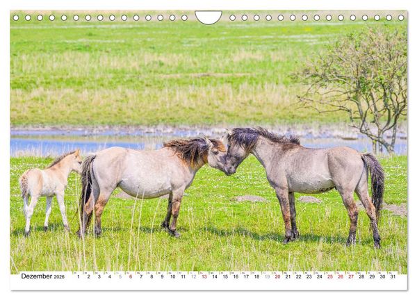Produktbild: Ein Herz f&uuml;r Wildpferde (Wandkalender 2026 DIN A4 quer), CALVENDO Monatskalender