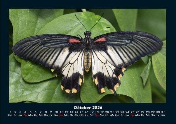Produktbild: Bunte Pracht der Schmetterlinge 2026 Fotokalender DIN A4