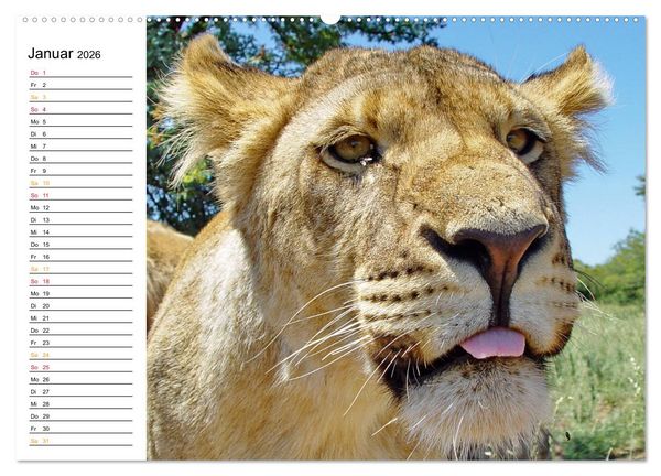 Produktbild: LION KING SELFIES L&ouml;wen hautnah (Wandkalender 2026 DIN A2 quer), CALVENDO Monatskalender