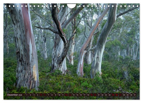 Produktbild: Traumpfade Australien (Wandkalender 2026 DIN A4 quer), CALVENDO Monatskalender