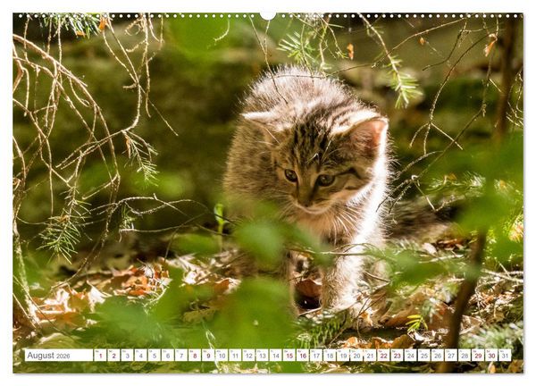 Produktbild: Wildkatzenbabys - wild und zuckers&uuml;&szlig;. (Wandkalender 2026 DIN A2 quer), CALVENDO Monatskalender