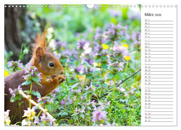 Produktbild: Eichh&ouml;rnchen (Wandkalender 2026 DIN A3 quer), CALVENDO Monatskalender