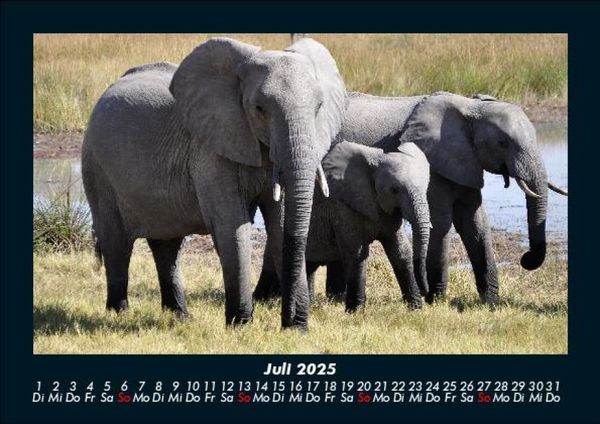 Produktbild: Der Elefantenkalender 2025 Fotokalender DIN A5