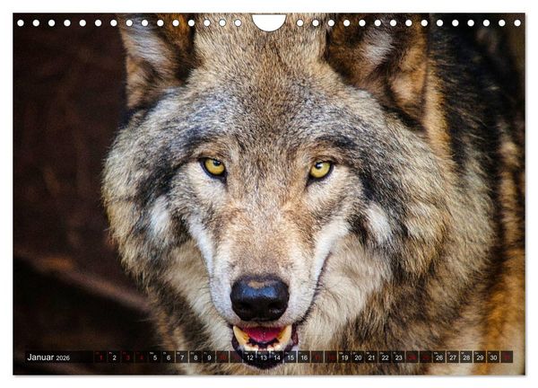 Produktbild: Begegnung mit dem Wolf (Wandkalender 2026 DIN A4 quer), CALVENDO Monatskalender