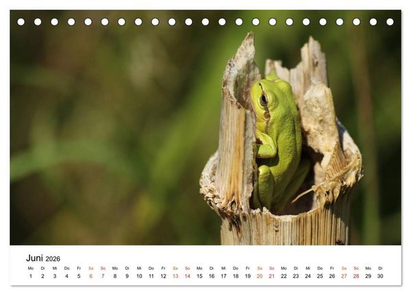 Produktbild: Besucher im Garten - Laubfr&ouml;sche (Tischkalender 2026 DIN A5 quer), CALVENDO Monatskalender