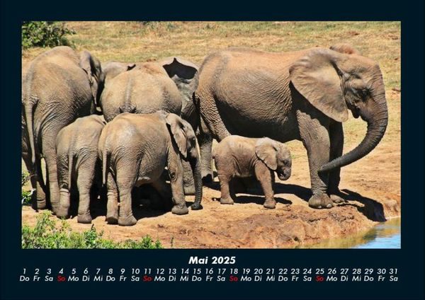 Produktbild: Elefanten 2025 Fotokalender DIN A4
