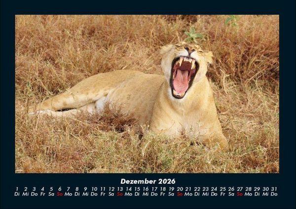 Produktbild: L&ouml;wen in der Wildnis 2026 Fotokalender DIN A4