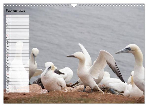 Produktbild: Helgoland - idyllische Nordseeinsel (Wandkalender 2026 DIN A3 quer), CALVENDO Monatskalender