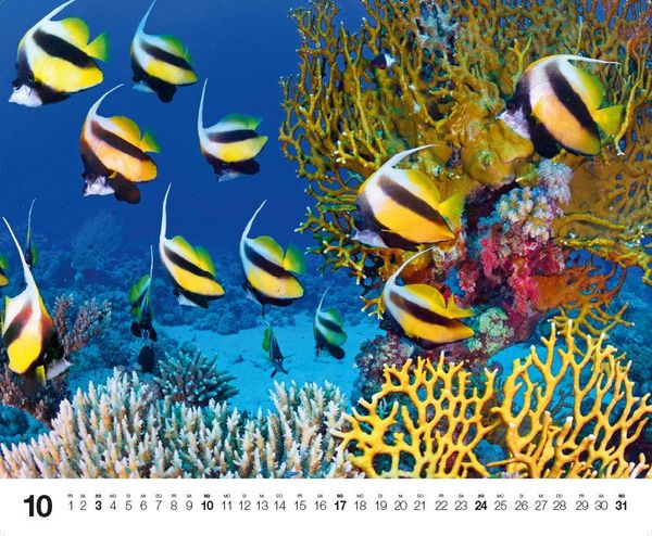 Produktbild: Dive 2027