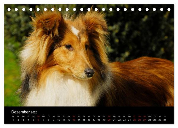 Produktbild: Sheltie 2026 (Tischkalender 2026 DIN A5 quer), CALVENDO Monatskalender
