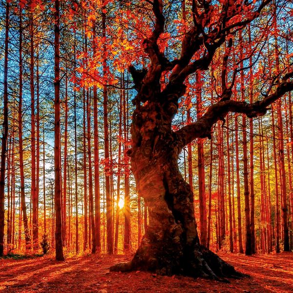 Produktbild: Die Kraft der B&auml;ume / The Power of Trees 2027