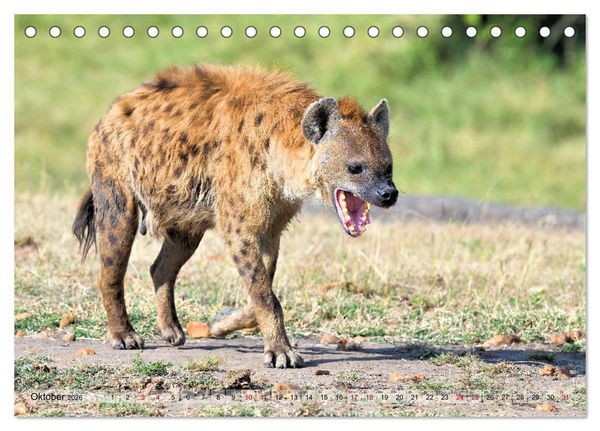 Produktbild: Faszination Afrika: T&uuml;pfel-Hy&auml;nen (Tischkalender 2026 DIN A5 quer), CALVENDO Monatskalender