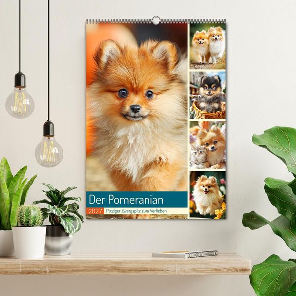 Produktbild: Der Pomeranian. Putziger Zwergspitz zum Verlieben (Wandkalender 2027 DIN A2 hoch), CALVENDO Monatskalender