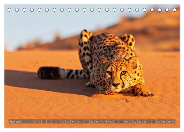 Produktbild: Afrikas Tierwelt - Geparde (Tischkalender 2026 DIN A5 quer), CALVENDO Monatskalender