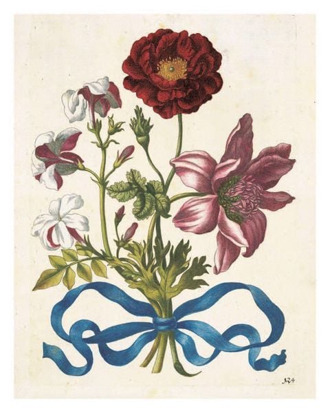 Produktbild: Maria Sibylla Merian: The New Book of Flowers/Neues Blumenbuch