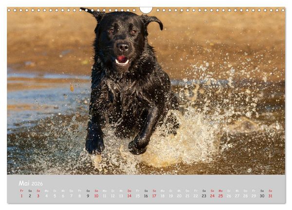 Produktbild: Liebenswerter Labrador 2026 (Wandkalender 2026 DIN A3 quer), CALVENDO Monatskalender