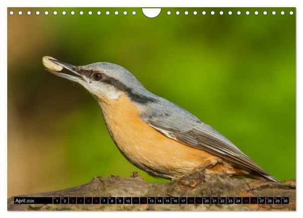 Produktbild: V&ouml;gel aus dem Garten (Wandkalender 2026 DIN A4 quer), CALVENDO Monatskalender