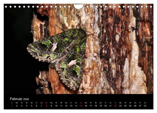 Produktbild: Nachtfalter - Unbekannte Sch&ouml;nheiten (Wandkalender 2026 DIN A4 quer), CALVENDO Monatskalender