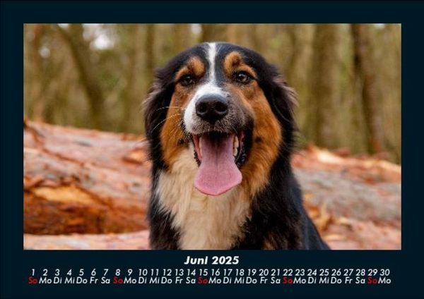 Produktbild: Der Hundekalender 2025 Fotokalender DIN A5