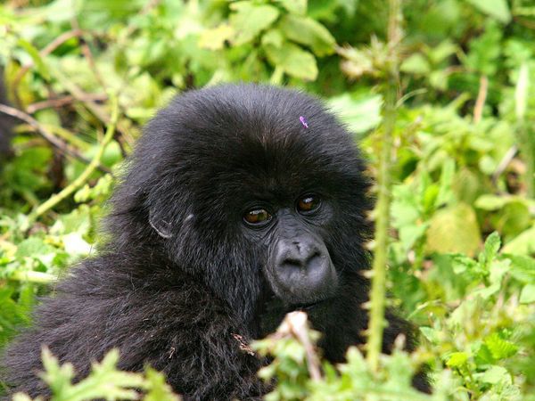 Produktbild: CALVENDO Puzzle Berggorilla in Ruanda | 1000 Teile Lege-Gr&ouml;&szlig;e 64x48cm Foto-Puzzle f&uuml;r gl&uuml;ckliche Stunden