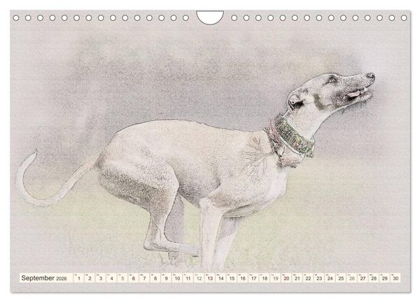 Produktbild: Whippet 2026 (Wandkalender 2026 DIN A4 quer), CALVENDO Monatskalender