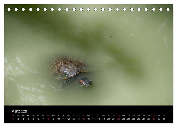 Produktbild: Wasserschildkr&ouml;ten (Tischkalender 2026 DIN A5 quer), CALVENDO Monatskalender