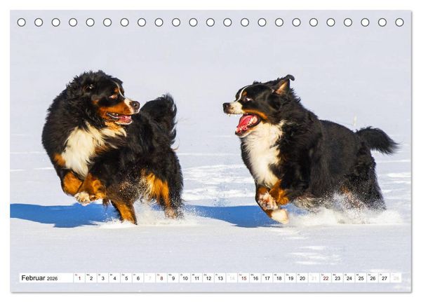 Produktbild: Faszinierende Sch&ouml;nheit Berner Sennenhund (Tischkalender 2026 DIN A5 quer), CALVENDO Monatskalender