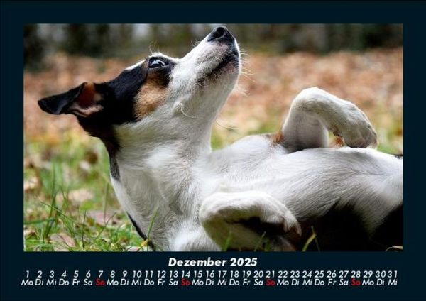 Produktbild: Der Hundekalender 2025 Fotokalender DIN A5