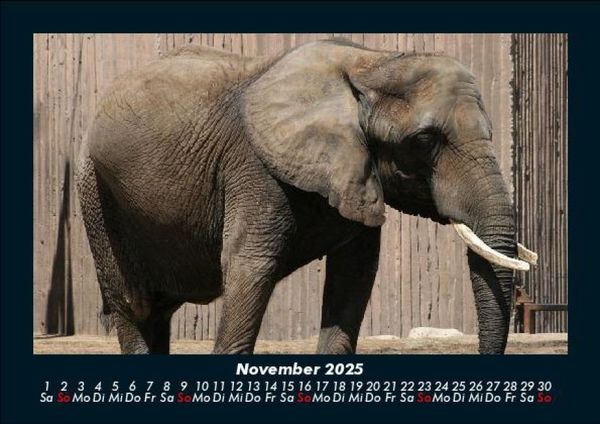 Produktbild: Elefanten - Die sanften Riesen Afrikas 2025 Fotokalender DIN A5