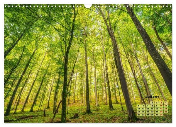 Produktbild: Waldspazierg&auml;nge: Entspannen - Kraft tanken - Besinnen auf sich selbst (Wandkalender 2027 DIN A3 quer), CALVENDO Monatskalender