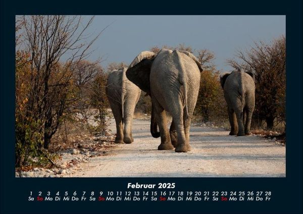 Produktbild: Elefanten 2025 Fotokalender DIN A4