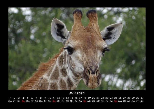 Produktbild: Giraffen 2025 Fotokalender DIN A3