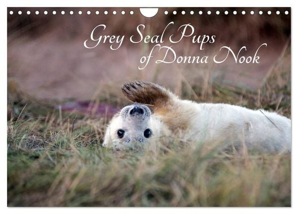Produktbild: Grey Seal Pups of Donna Nook (Wall Calendar 2027 DIN A4 landscape), CALVENDO 12 Month Wall Calendar