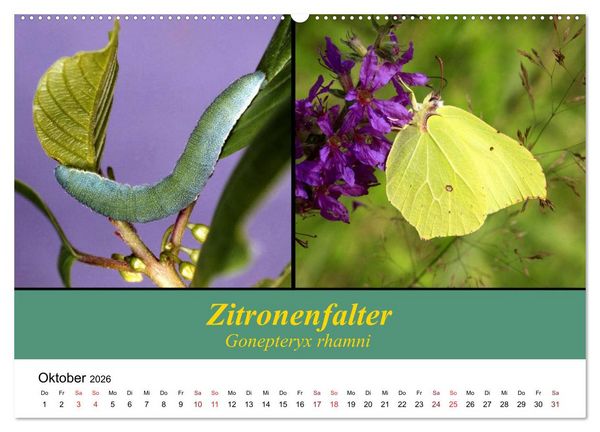 Produktbild: Zwei Leben, Raupe und Schmetterling (Wandkalender 2026 DIN A2 quer), CALVENDO Monatskalender