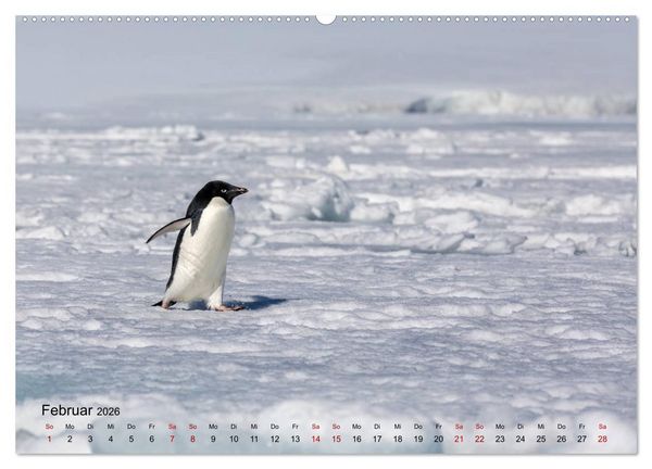 Produktbild: Antarktis, die eisige Heimat der Pinguine (hochwertiger Premium Wandkalender 2026 DIN A2 quer), Kunstdruck in Hochglanz