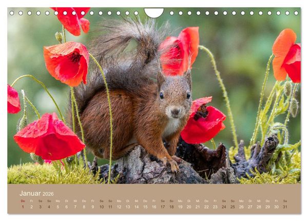 Produktbild: Jenseits der Z&auml;une (Wandkalender 2026 DIN A4 quer), CALVENDO Monatskalender