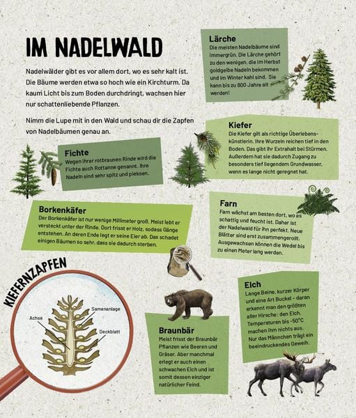 Produktbild: Mein Lupenbuch Tiere und Pflanzen