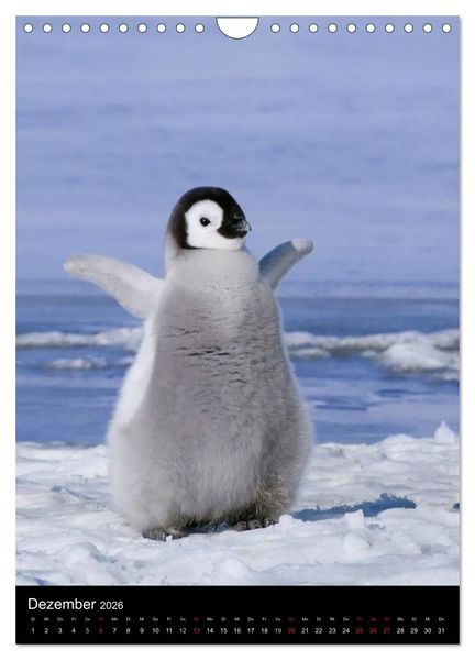 Produktbild: Pinguine - Wackeln im Thermo-Frack (Wandkalender 2026 DIN A4 hoch), CALVENDO Monatskalender