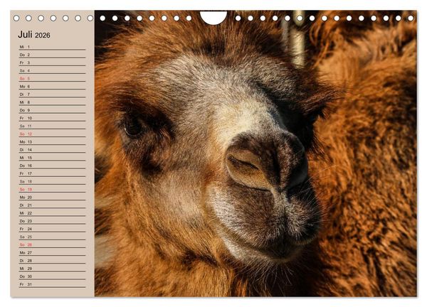 Produktbild: Kamele. Dromedar und Trampeltier (Wandkalender 2026 DIN A4 quer), CALVENDO Monatskalender
